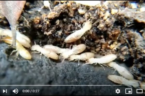 video-obreras-y-soldado-de-reticulitermes-flavipes-en-tenerifeFD3507A7-B3F0-4B85-93A4-91A6480F60D1.jpg