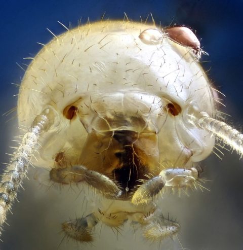 Obrera de Reticulitermes flavipes bajo los efectos del hexaflumurón (ácaros)