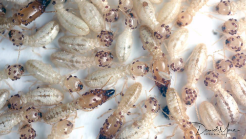 Ácaros en las cabezas de obreras y soldados de Reticulitermes flavipes