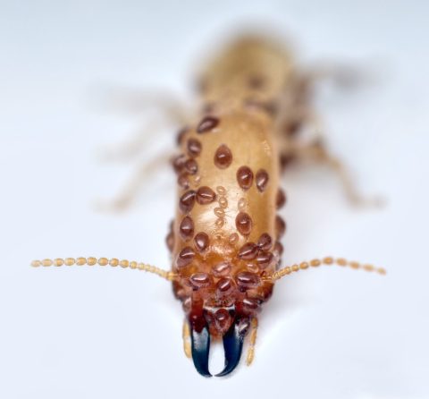 Ácaros sobre la cabeza de una termita soldado de Reticulitermes flavipes debido a la ingesta de hexaflumurón