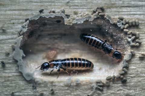 Pareja real (reproductores primarios) de Kalotermes sp.