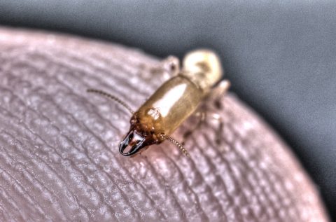 Soldado de Reticulitermes flavipes respecto a la yema de un dedo humano
