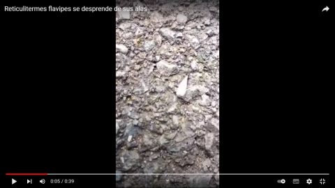 Reticulitermes flavipes se desprende de sus alas