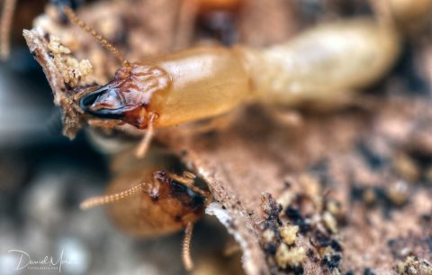 Soldados de Reticulitermes flavipes sobre madera