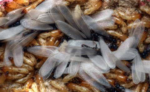 Individuos soldado (cabeza marrón con mandíbulas negras) y reproductores primarios alados de Reticulitermes flavipes