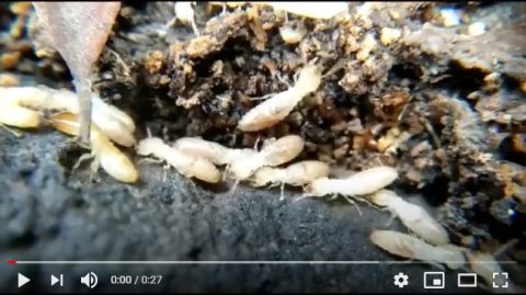 Video - Obreras y soldado de Reticulitermes flavipes en Tenerife