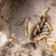 El Cabildo, decidido a eliminar las termitas con miles de cebos