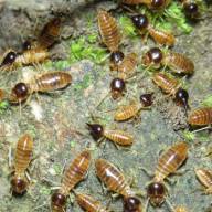 Una plaga de termitas americanas devora varios municipios de Tenerife 