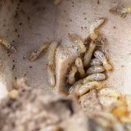 Las malas conductas con termitas se sancionarán con hasta 3.000 € 