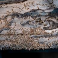 Una colonia de termitas afecta hasta 34.000 metro cuadrados en Tacoronte